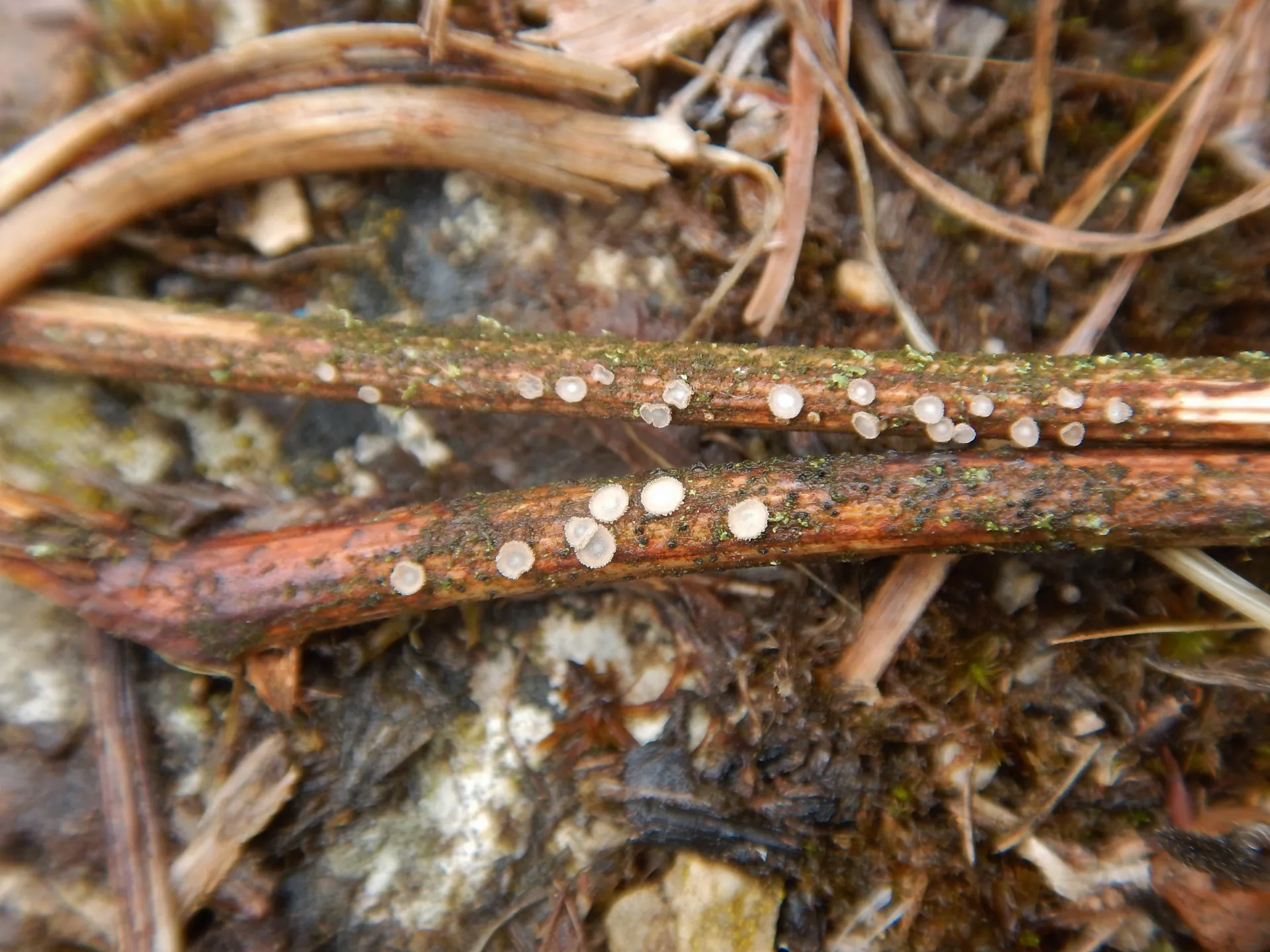 Merismodes bresadolae - Maireina monaca, 22-09-29 (3)